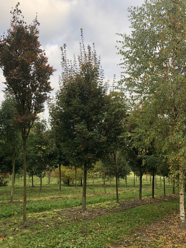 Acer campestre Elegans, H