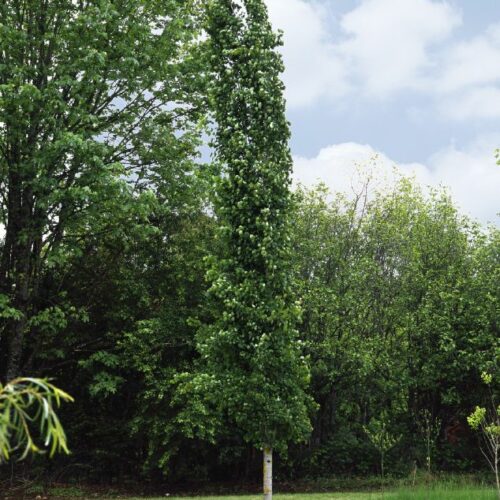 Populus tremula Erecta