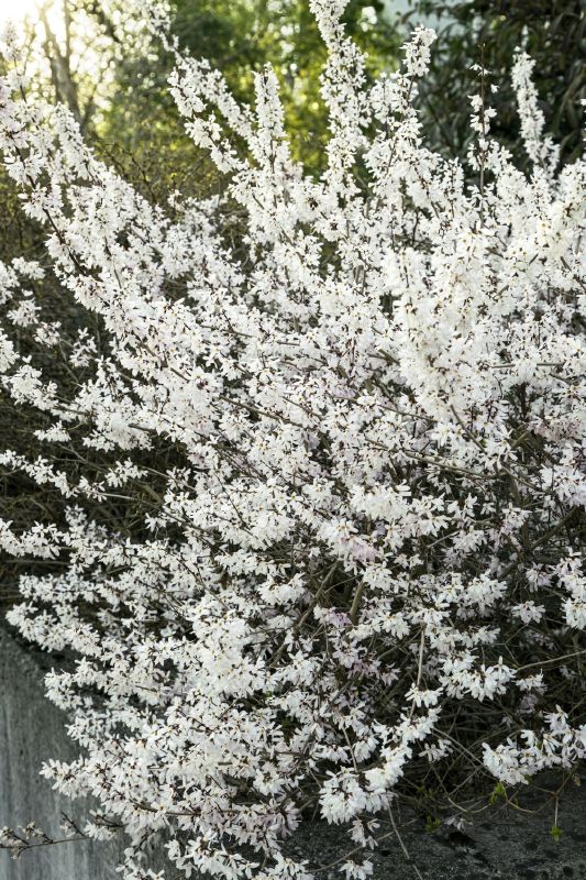 Abelyophyllum distichum