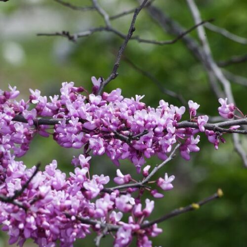 Cercis canadensis