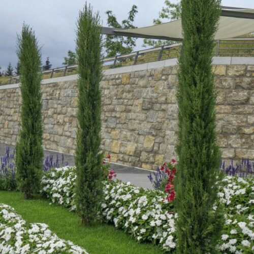 Cupressus sempervirens Pyramidalis