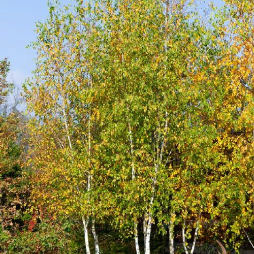 Betula pendula, M