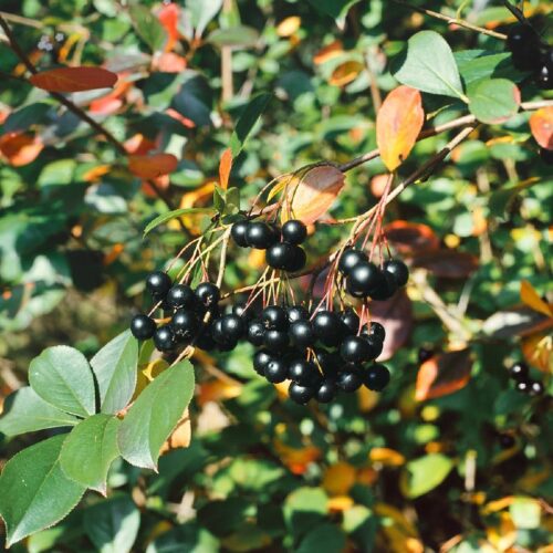 Aronia melanocarpa, Apfelbeere