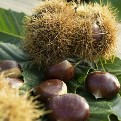 Castanea sativa Veredlung
