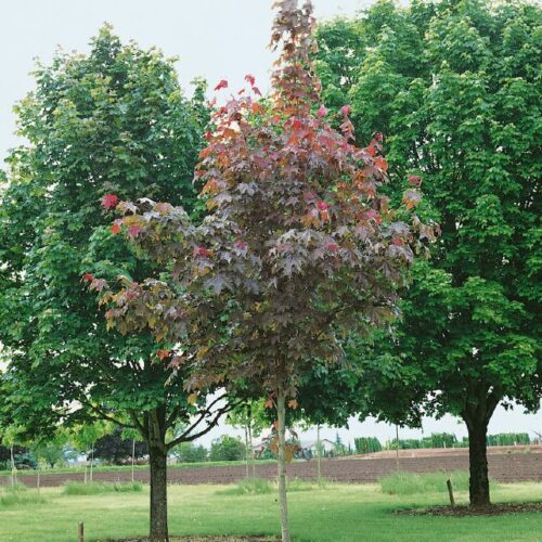 Acer platanoides Fairview, H