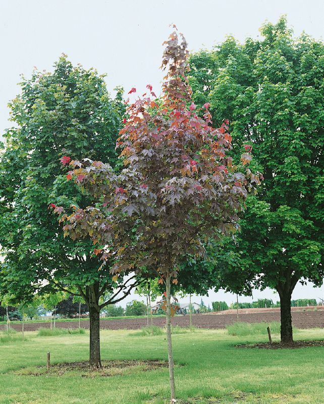 Acer platanoides Fairview, H