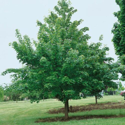 Acer truncatum 'Pacific Sunset' H