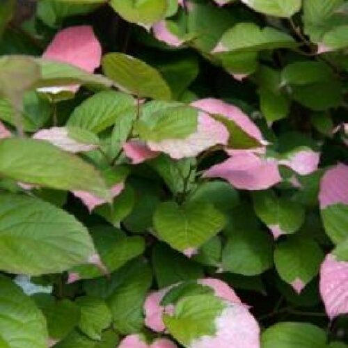 Actinidia kolomikta