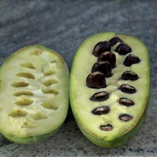 Asminia triloba