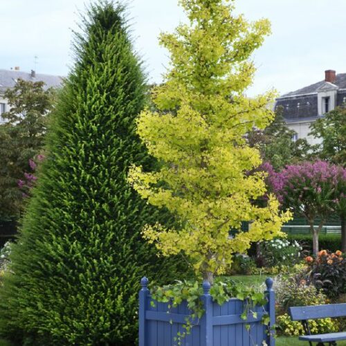 Ginkgo biloba 'Fastigiata'