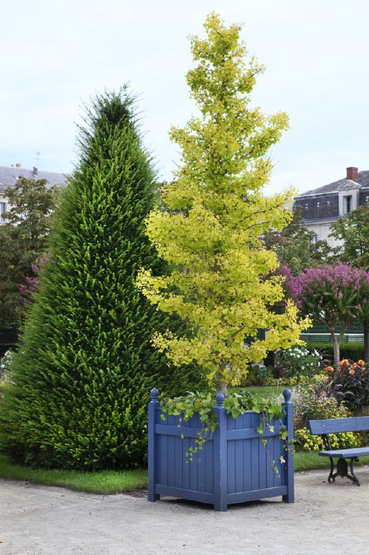Ginkgo biloba 'Fastigiata'