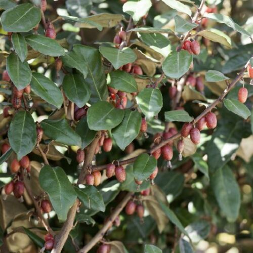 Eleagnus ebbingei