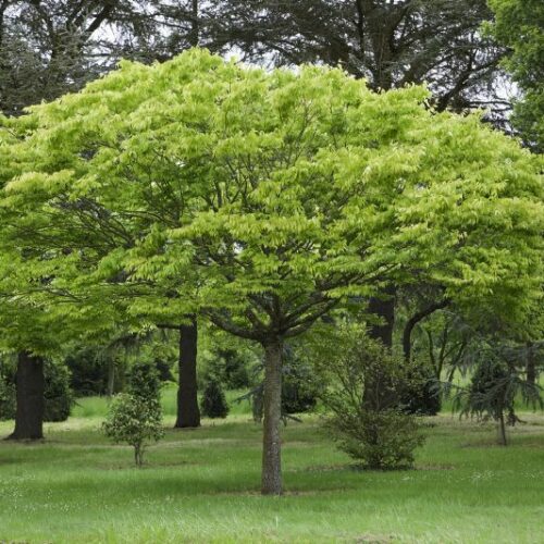 Zelkova serrata 'Green Vase', H
