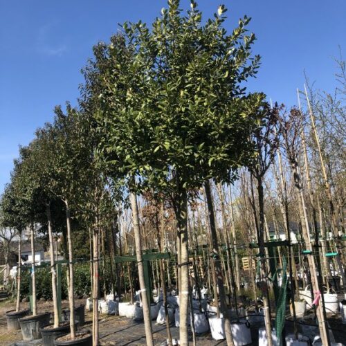 Ilex aquifolium 'Nelly Stevens', H