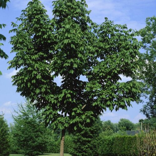 Fraxinus penn. Summit, H