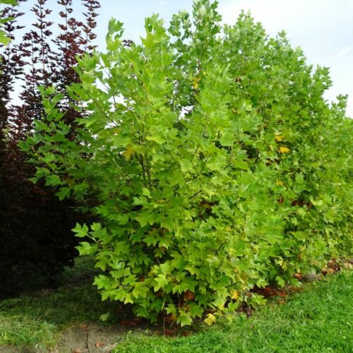 Liriodendron tulipifera, M