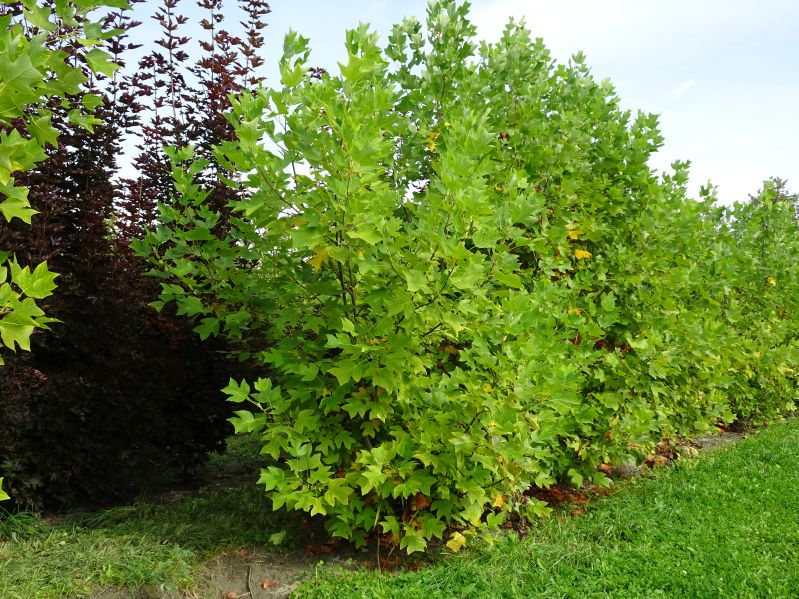 Liriodendron tulipifera, M