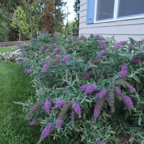 Buddleia Purple Chip