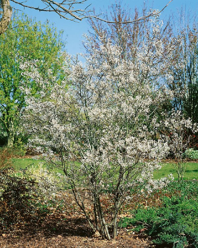 Amelanchier lamarckii, M