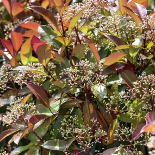 Photinia Red Robin, H