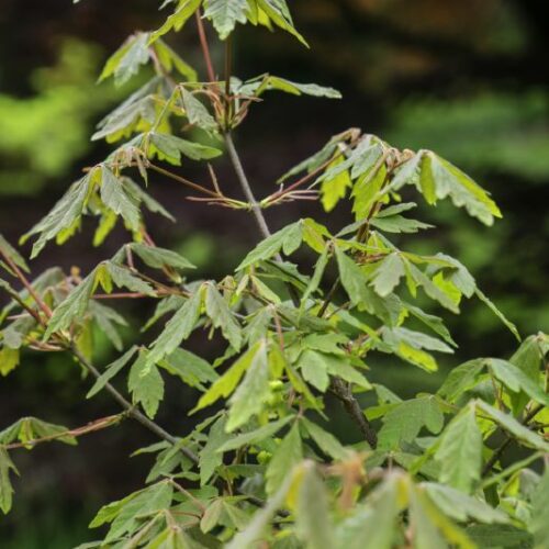 Acer griseum, H