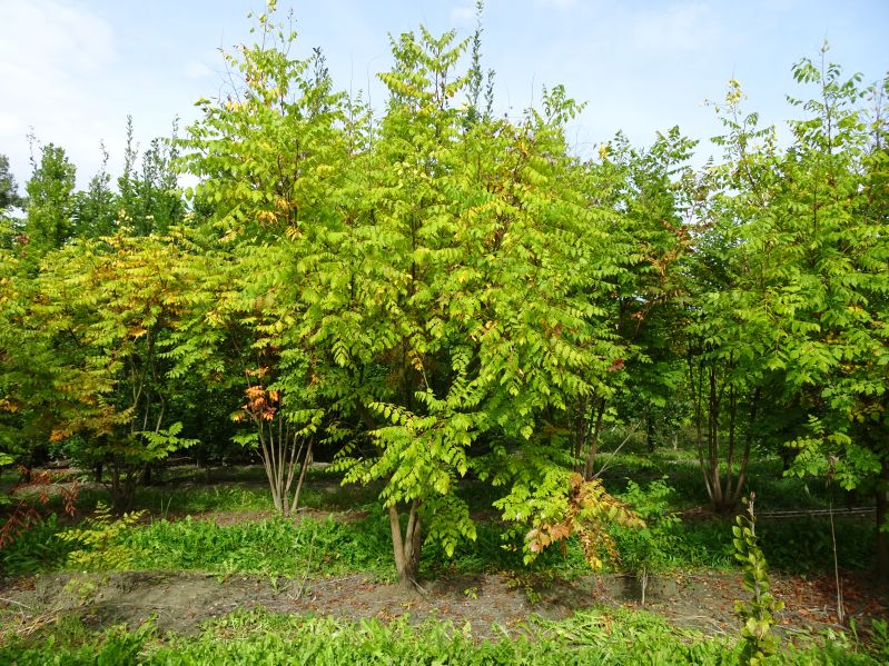 Koelreutheria paniculata, M