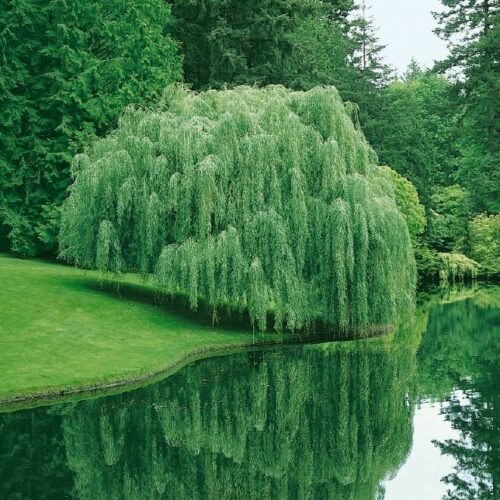 Salix alba Tristis, H