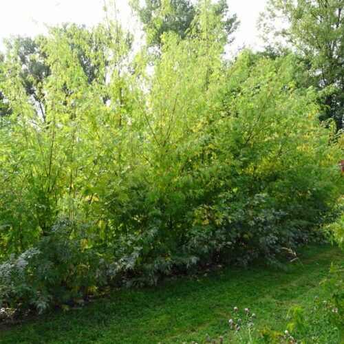 Acer saccharinum Wierii, M