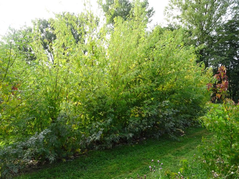 Acer saccharinum Wierii, M