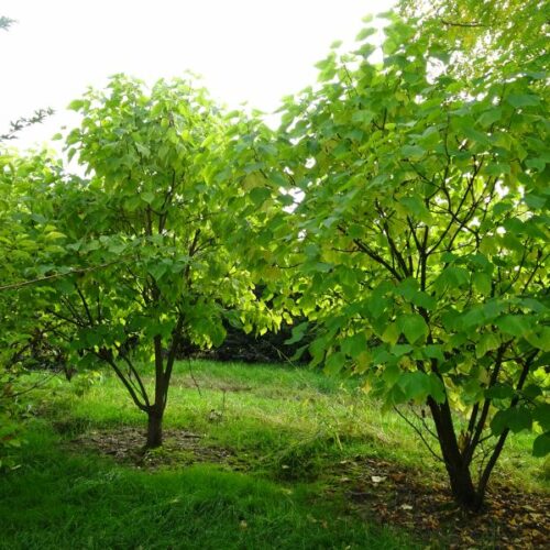 Catalpa bignonoides, M