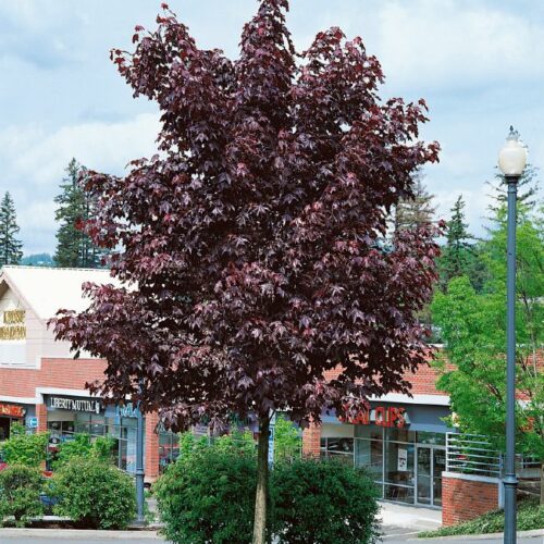 Acer platanoides Royal Red