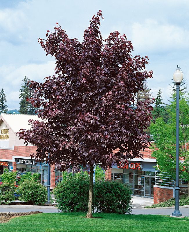 Acer platanoides Royal Red