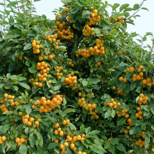 Malus Hybride Golden Hornet, M