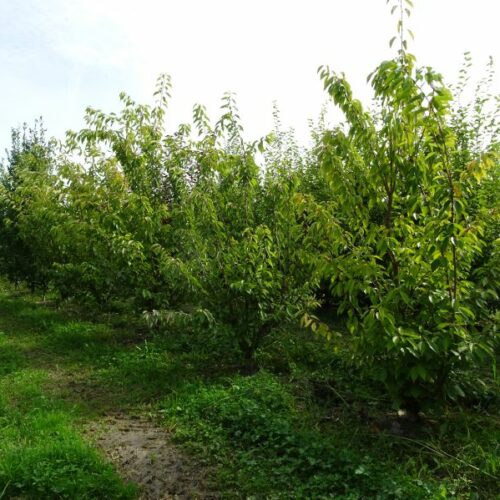 Prunus serrulata Kanzan, M