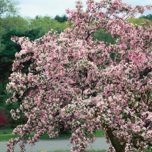 Malus Hybride Hopa, M