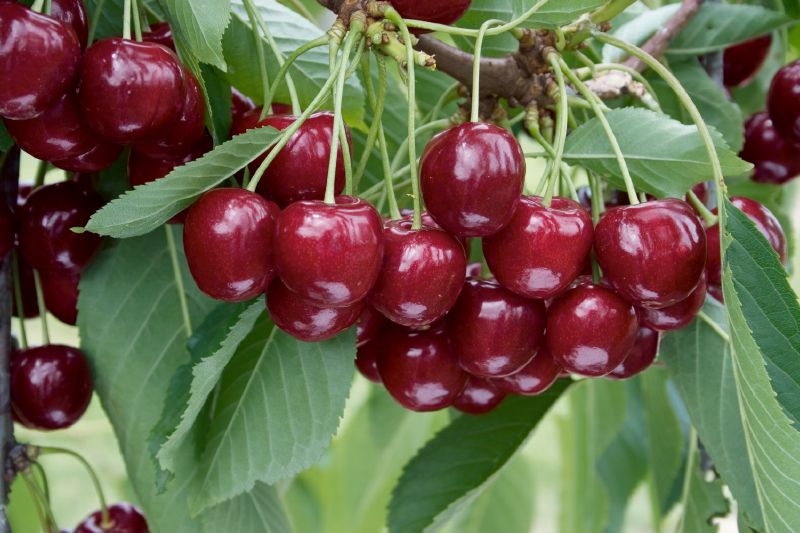 Kirschen in Sorten