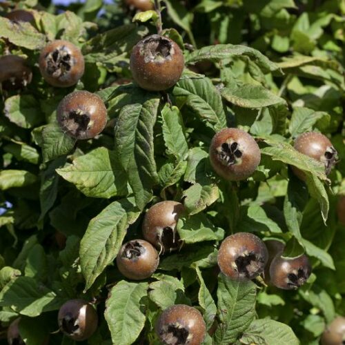 Mispel Mespilus germanica