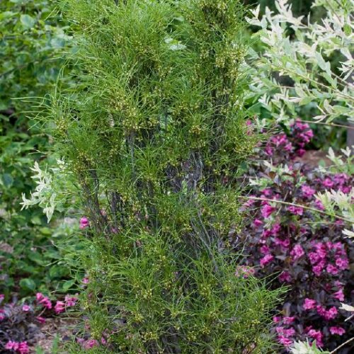 Rhamnus frangula Fine Line