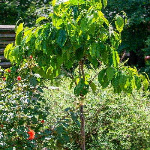 Kaki, Diospyros kaki