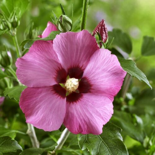 Hibiscus syriacus Stämmchen