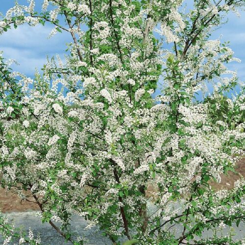 Prunus padus, M
