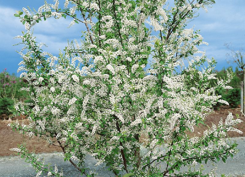 Prunus padus, M