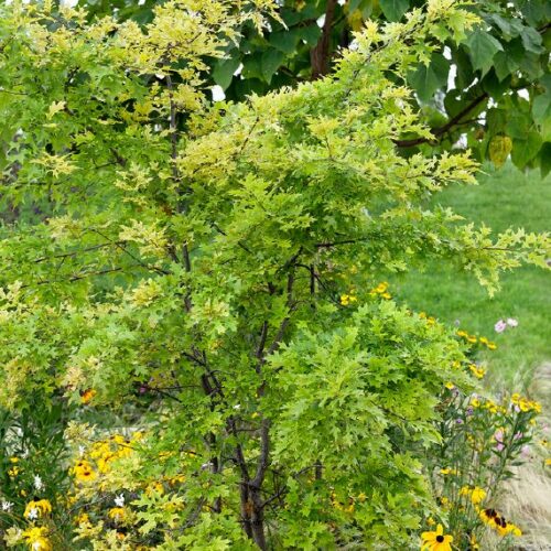 Quercus palustris, M