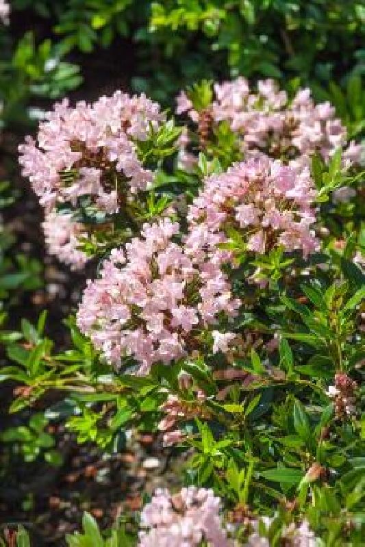 Rhododendron Bloombux