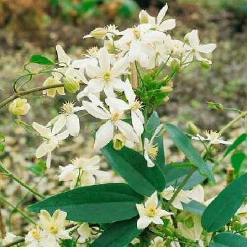 Clematis armandii
