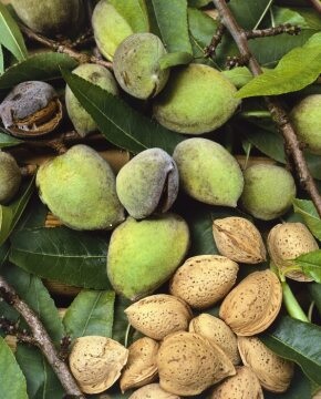 Fruchtmandel, Prunus dulcis