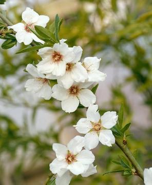 Prunus dulcis Fruchtmandel H,