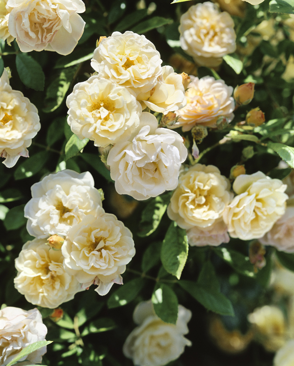 Rose Ghislaine de Feligonde