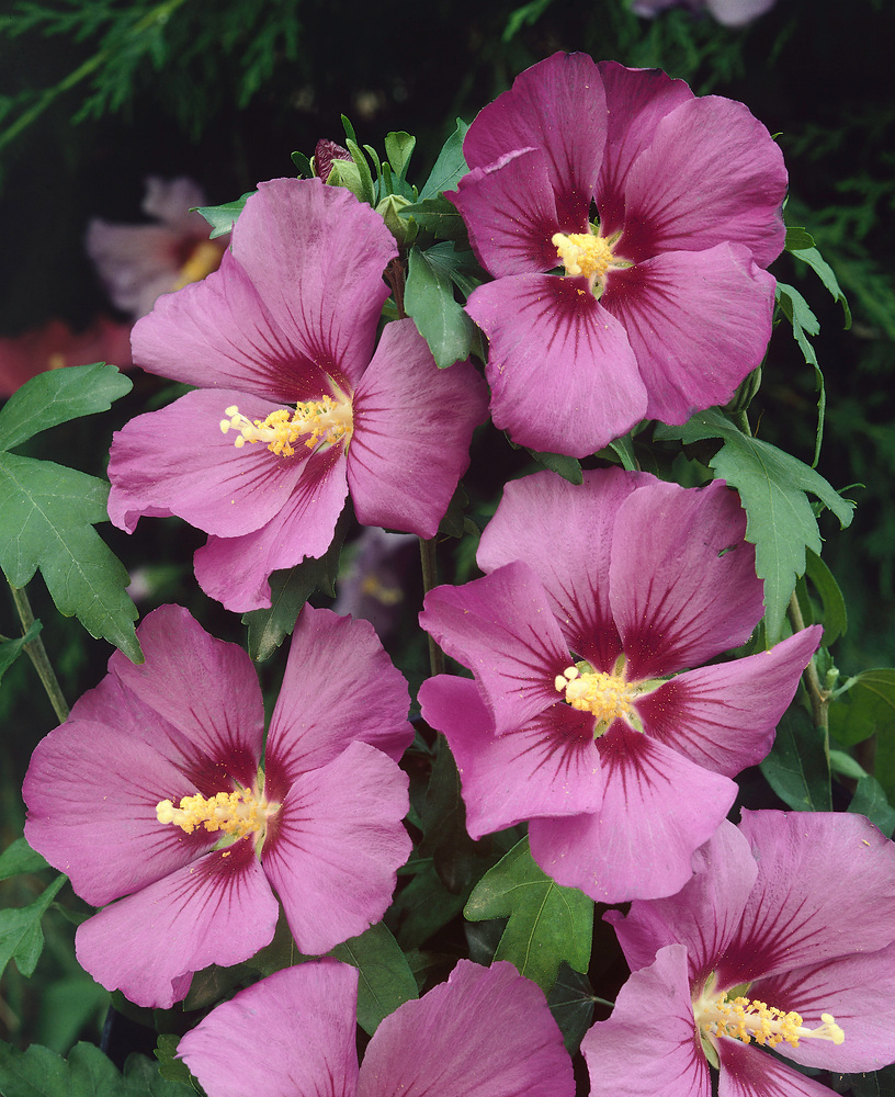 Hibiscus syriacus Russian Violett