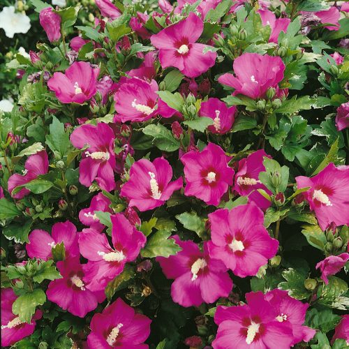 Hibiscus syriacus Woodbridge  rubinrot